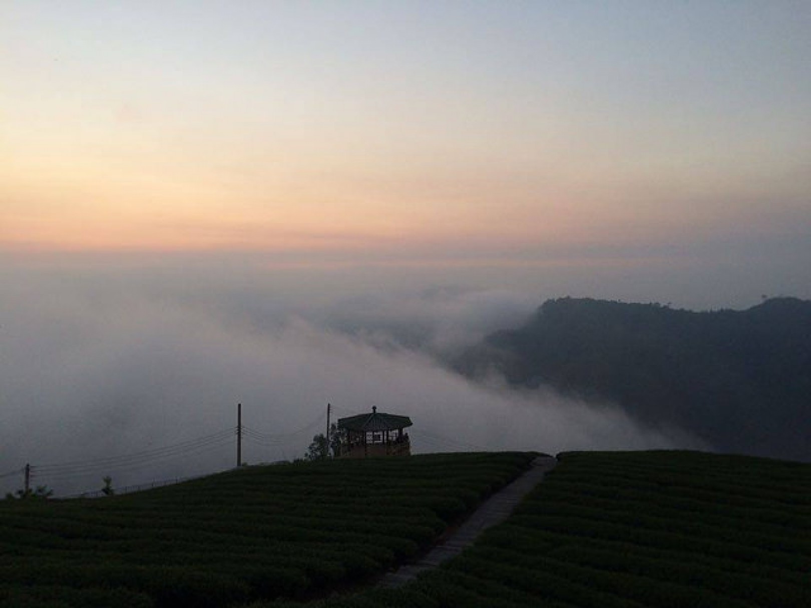 南投竹山回甘又回味的八卦茶園