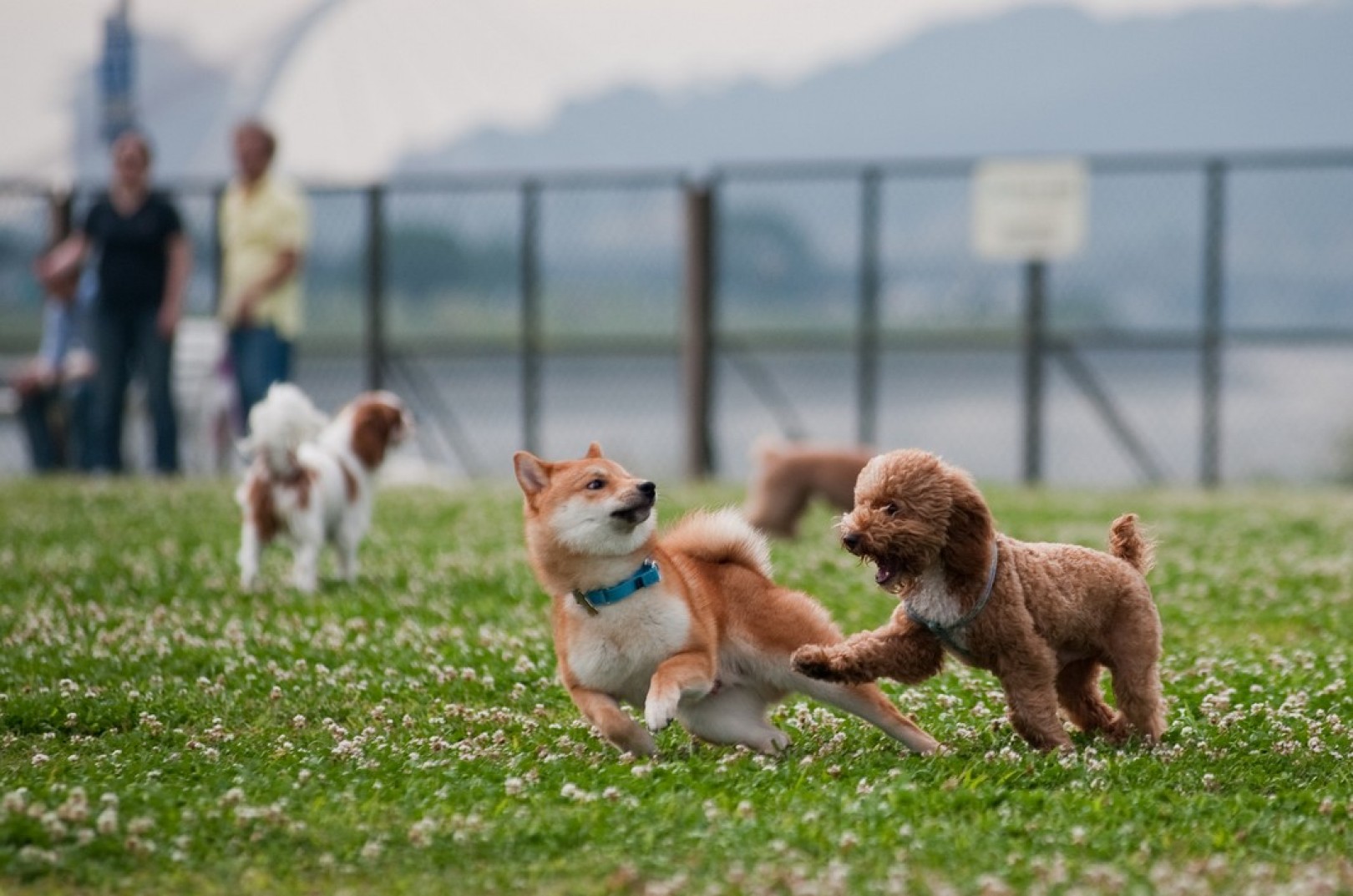 [台北] 狗兒們瘋狂的狂歡地－大佳河濱狗公園